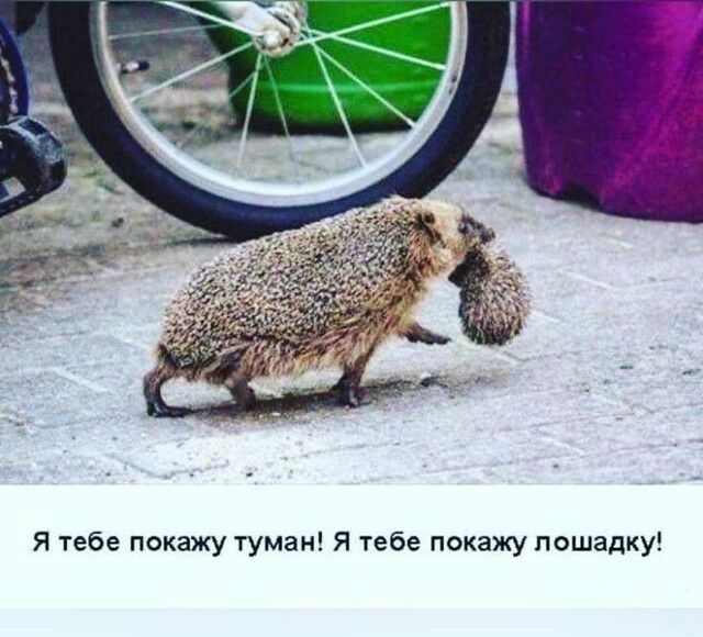 Я тебе покажу туман Я тебе покажу лошадку
