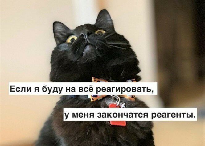 Если я буду на всё реагировать у МЕНЯ ЗЗКОНЧЗТСЯ реагенты