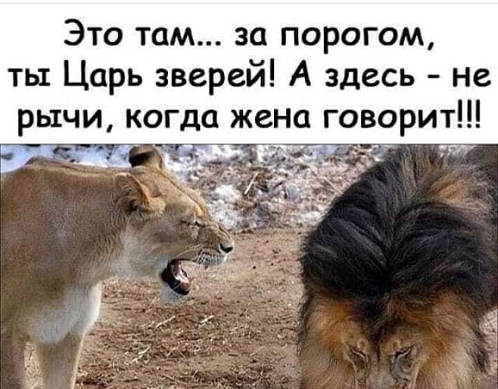 Это там за порогом ты Царь зверей А здесь не рычи когда жена говорит