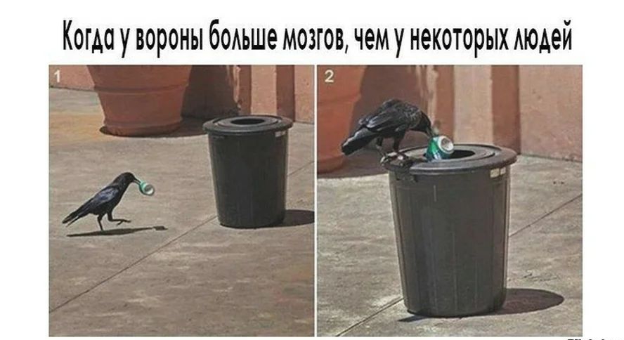 Когда у вороны боАьше мозгов чему некоторых Аюдей