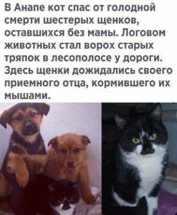 В Анапе кот спас от голодной смерти шестерых щенков оставшихся без мамы Поговом животных стап ворох старых тряпок в песополосе у дороги Здесь щенки дожидались своего приемного отца кормившего их мышами