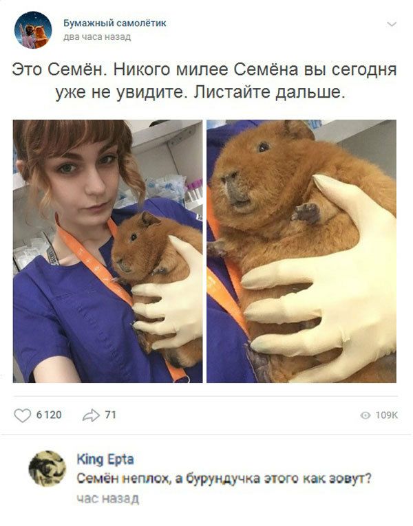 Бумажный самолет дза маса назад Это Семён Никого милее Семёна вы сегодня уже не увидите Листайте дальше 6120 71 счк ета Семен неплох а бурундучка этого как зовут а С 43 З 3 д