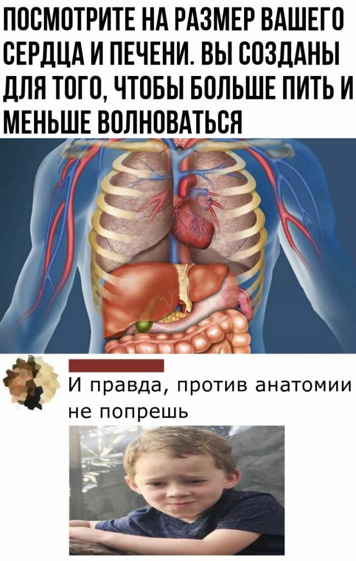 ПОСМОТРИТЕ нд РАЗМЕР ВАШЕГО СЕРДЦА и ПЕЧЕНИ вы созддны для того чтовы вольшв пить и МЕНЬШЕ вщшовщься г _ И правда против анатомии не попрешь