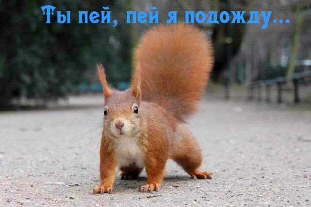 Гы пей пей я подожд
