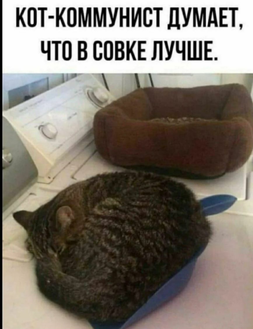 КОТ КОММУНИВТ ДУМАЕТ ЧТО В СОВКЕ ЛУЧШЕ