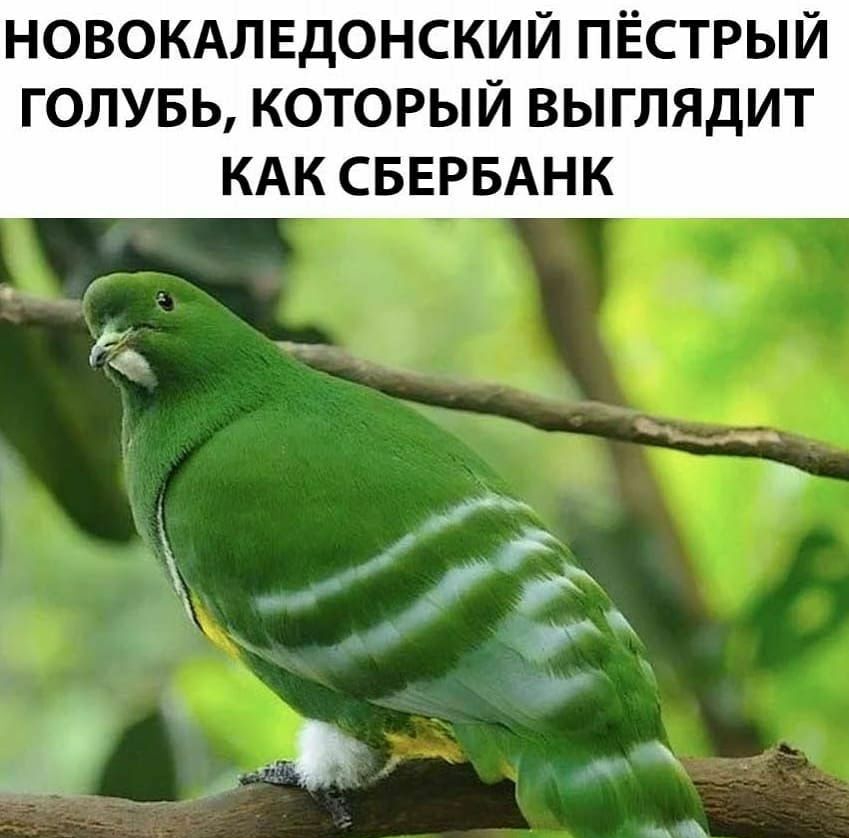НОВОКАЛЕДОНСКИЙ ПЁСТРЫЙ ГОЛУБЬ КОТОРЫЙ ВЫГЛЯДИТ КАК СБЕРБАНК