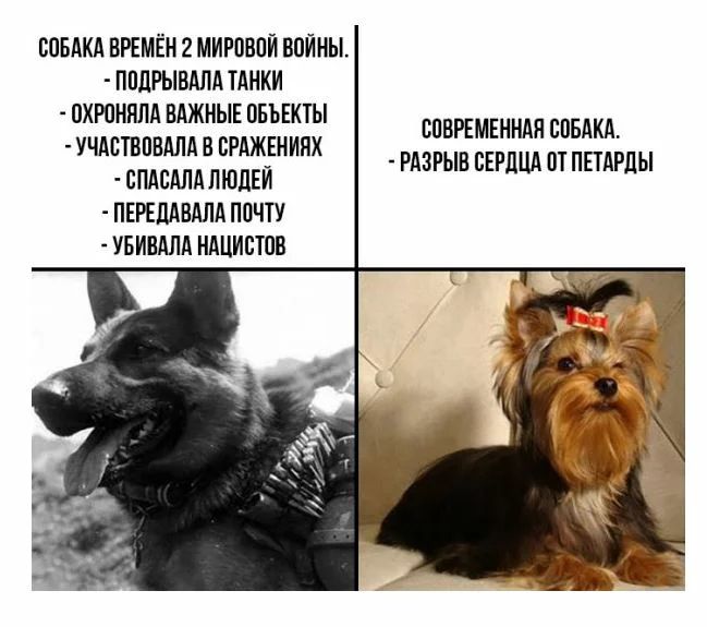 СОБАКА ВРЕМЁН 2 МИРПВПЙ ВПЙ НЫ ППЛРЫВАПА ТАНКИ охрпннлд вджныв пньвкты спвРЕмвнндя ста учдствпвдлд РАЗРЫВ сгглшх от пшглы спАсАлдпюдЕи шиншилл почту УБИВАЛА НАЦИВЮВ