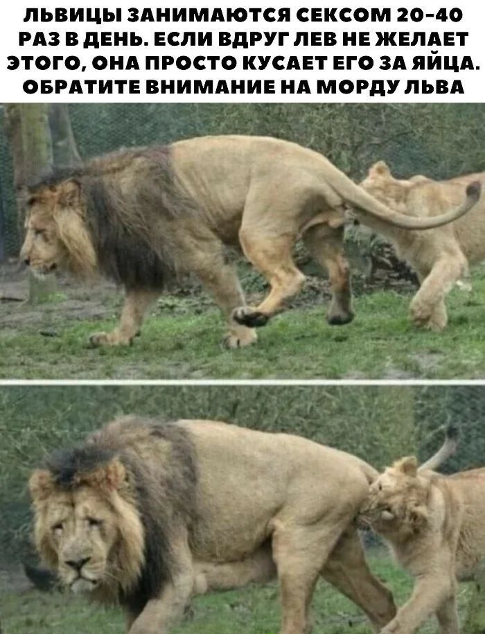 ЛЬВИЦЫ ЗАНИМАЮТСЯ СЕКСОМ 20 40 РАЗ В дЕНЬ ЕСЛИ ВдРУГ ЛЕВ НЕ ЖЕЛАЕТ ЭТОГО ОНА ПРОСТО КУСАЕТ ЕГО ЗА ЯЙЦА ОБРАТИТЕ ВНИМАНИЕ НА МОРдУ ЛЬВА