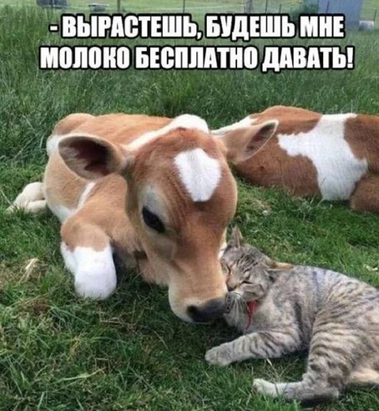 зщвн П ит ВБПЮТЕШЬ БУДЕШЬ ШШ попона вгеппптно дпвпты