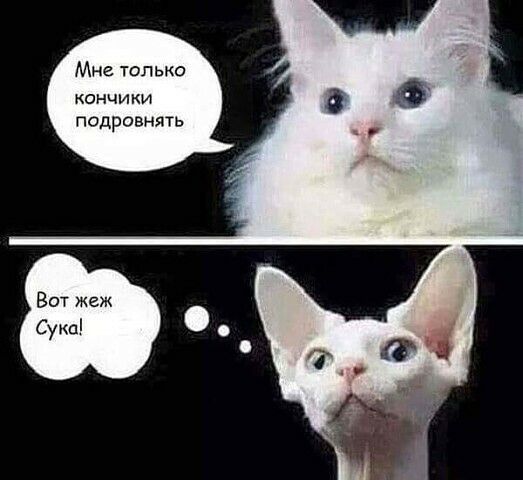 Мне только кончики подровнять Вот жеж Сукаі