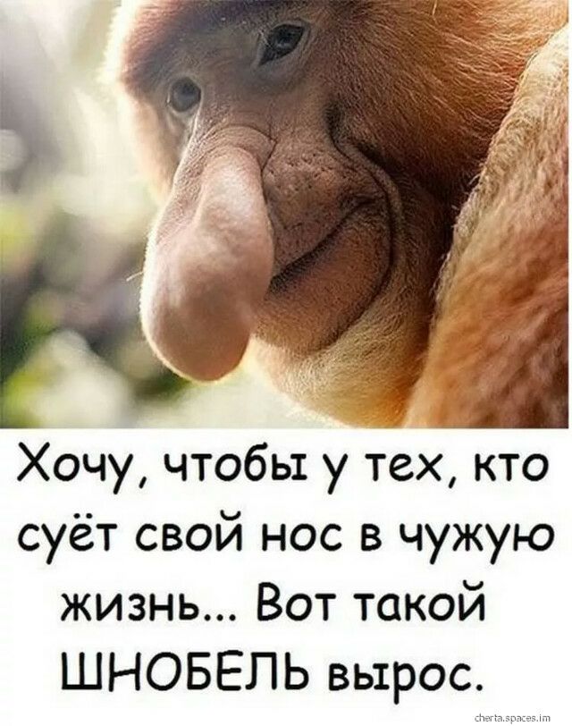 Хочу чтобы у тех кто суёт свой нос в чужую жизнь Вот такой ШНОБЕЛЬ вырос