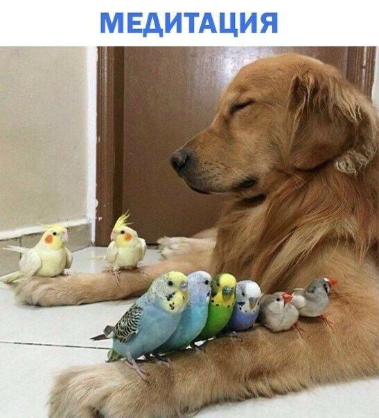 МЕДИТАЦИЯ и