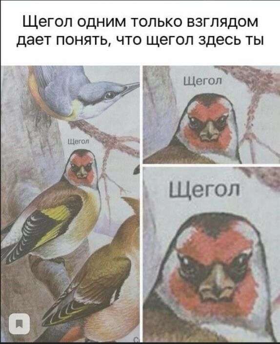 Щегол одним только взглядом дает понять что щегол здесь ты
