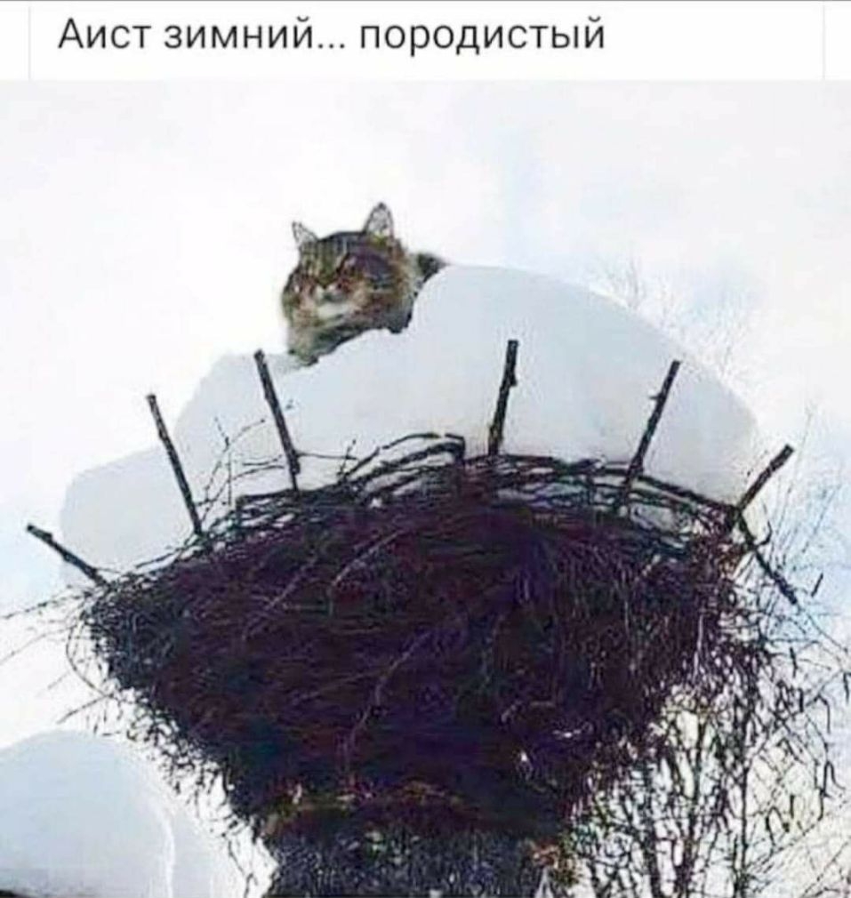 Аист зимний породистый