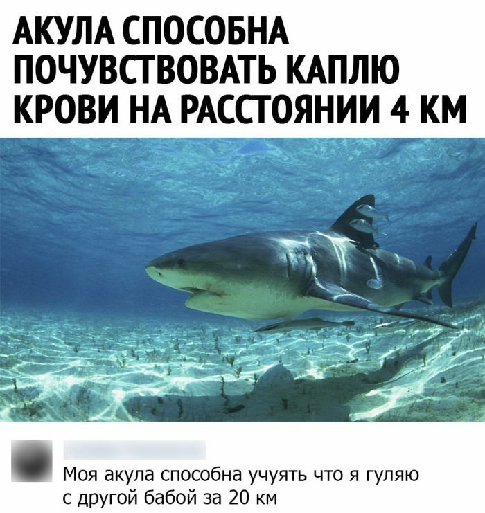 АКУЛА СПОСОБНА ПОЧУВСТВОВАТЬ КАПЛЮ КРОВИ НА РАССТОЯНИИ 4 КМ Моя акула способна учуять что я гуляю с ЦРУгой бабой за 20 км