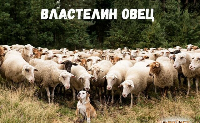 вліствдин овец