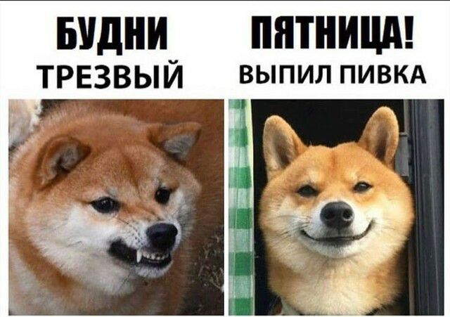БУДНИ ПЯТНИЦА ТРЕЗВЫЙ выпил ПИВКА