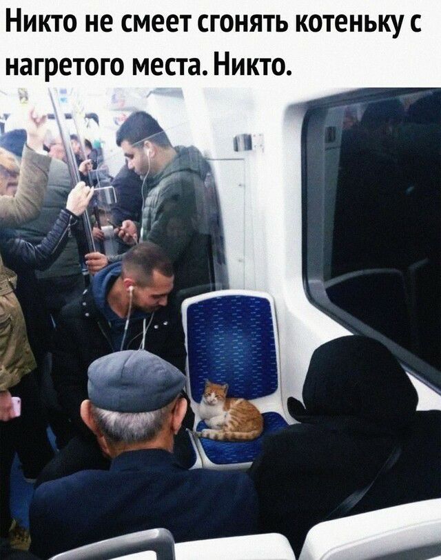 НИКТО не смеет СГОНЯТЬ КОТЕНЬКУ С НЗГРЕТОГО места НИКТО