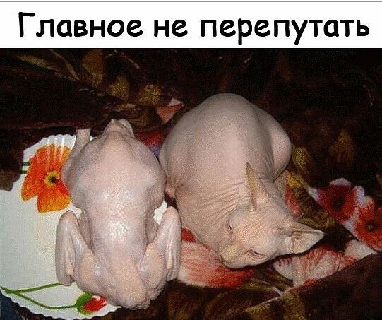 Главное не перепутать