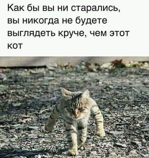 Как бы вы ни старались вы никогда не будете выглядеть круче чем этот