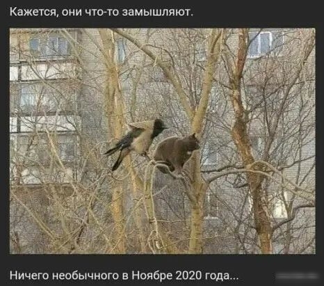 Кажется они чюта замышпяюто Ничегп необычного в Ноябре 2020 года