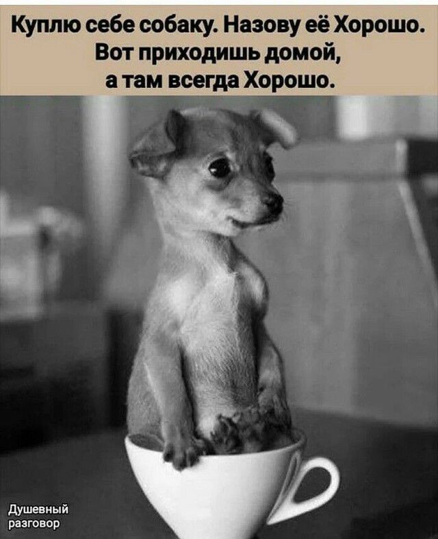 Куплю себе собаку Назову её Хорошо Вот приходишь домой а там всегда Хорошо душевный разговор