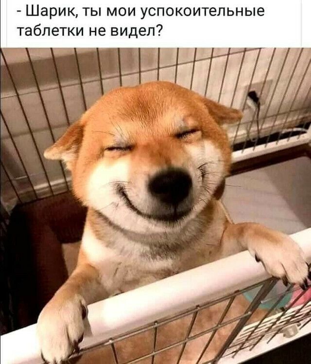 Шарик ты мои успокоительные таблетки не видел