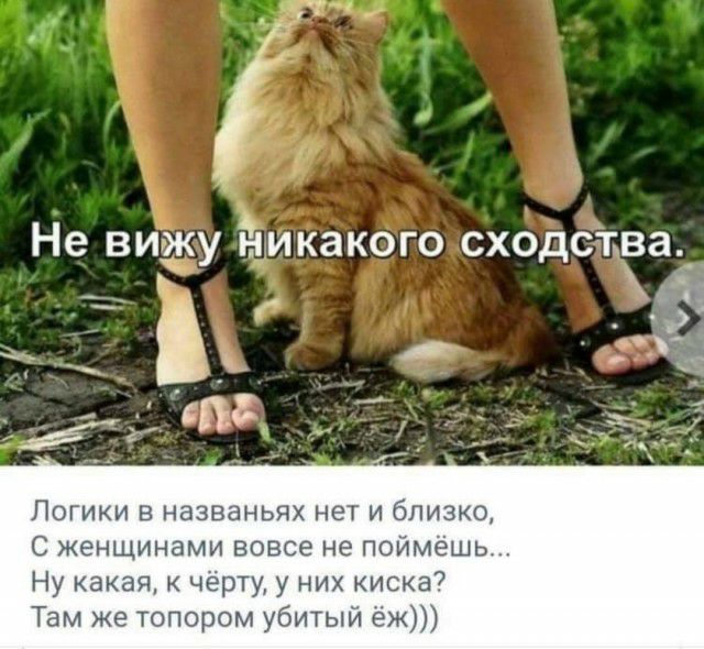 Не ВИЖУ НИКЗКОГО СХОДСТВЭ Ь ___ _ _ ик СЦ АЙ ЛОГИКИ В НЭЗВЭНЬЧХ НеТ И близко С женщинами вовсе не поймёшь Ну какая чёрту у них киска7 Там же топором убитый ёж