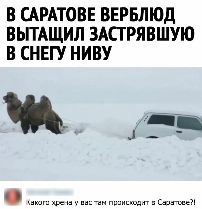 В САРАТОВЕ ВЕРБЛЮД ВЫТАЩИЛ ЗАСТРЯВШУЮ В СНЕГУ НИВУ Какого хрена у вас там происходит в Саратове