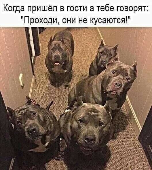 Когда пришёл в гости а тебе говорят Проходи они не кусаются