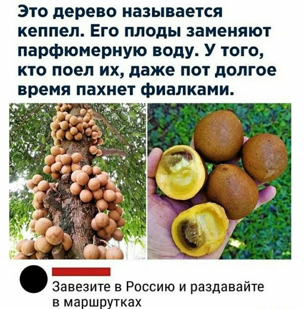 Фрукт от которого пот пахнет