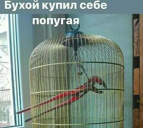 Бухой купил себе погугая