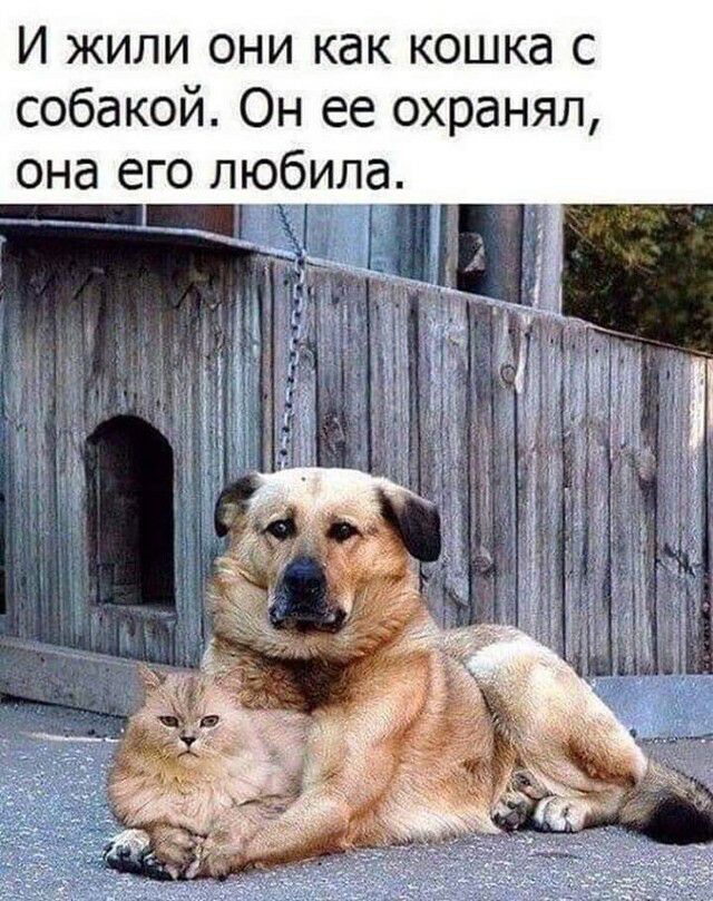 И жили они как кошка с собакой Он ее охранял она его любила _