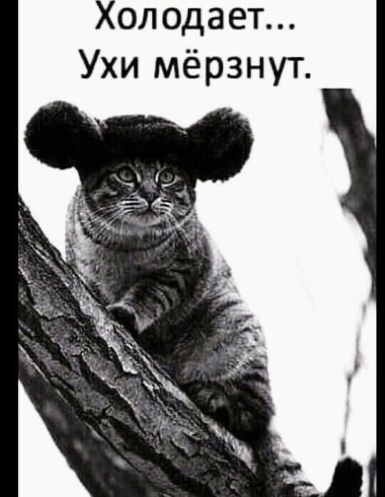 ол одает Ухи мёрзнут
