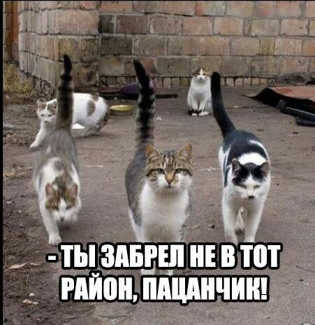 А Т ЗАБРЕТТ В Т РАЙПН ШШШ