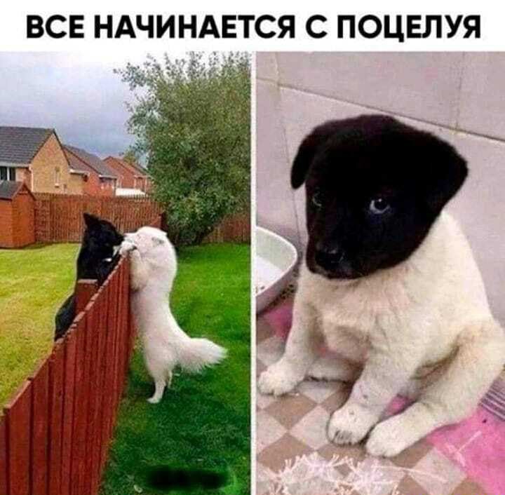 ВСЕ НАЧИНАЕТСЯ С ПОЦЕЛУЯ