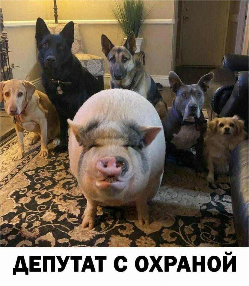 дЕПУТАТ с ОХРАНОЙ
