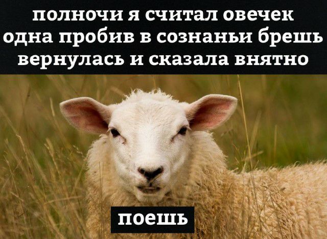 полночи я считал овечек одна пробив в сознанъи брешь вернулась и сказала внятно
