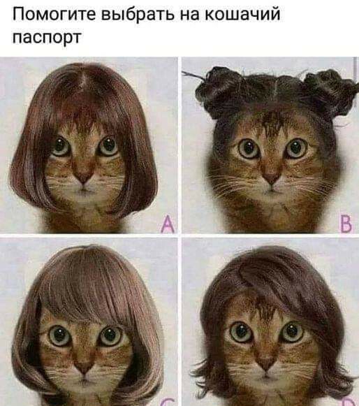 Помогите выбрать на кошачий паспорт