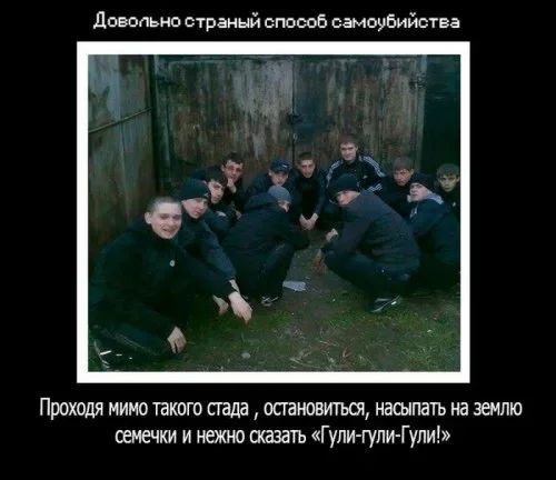 довопьнп страный способ самоубийства Проходя мимо такою паша оаановтъоі насыпать на эемлю семечки и нежно етап Гули гули Гули