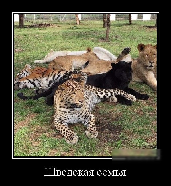 Шведская семья