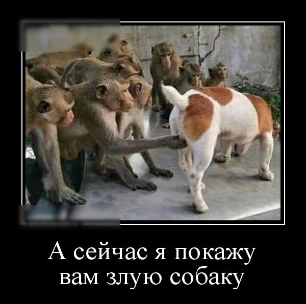 А сейчас я покажу ваМ злую собаку