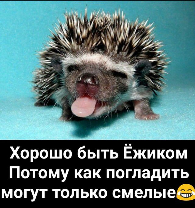 Хорошо быть Ёжиком Потому как погладить могут только смелые эта