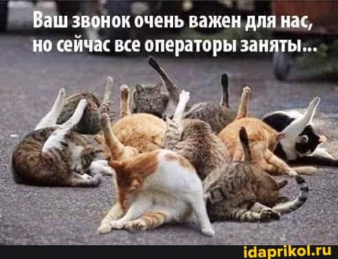 йок ЁченьЪажен дпя щ 9 сей__ все операторы заняты