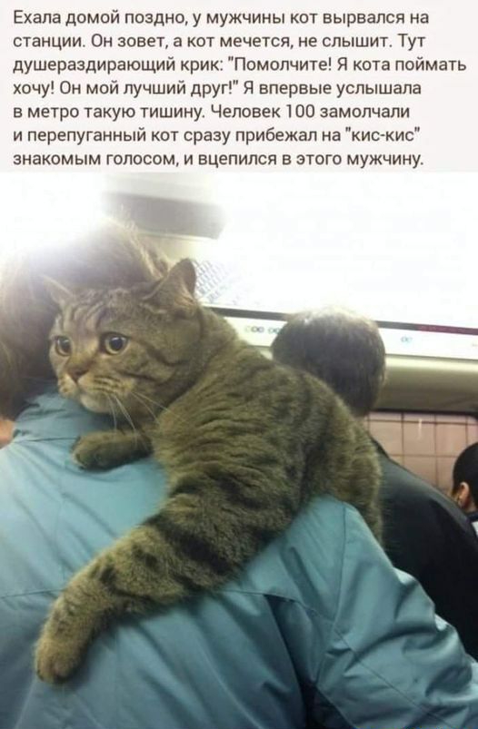 Ехапа домой поздно у мужчины кот вырвался на станции Он зовет а кот мечется не слышит Тут душераздирающий крик Помопчите Я кота поймать хочу Он мой пучШИЙ друп Я впервые услышала в метро такую тишину Человек 100 замолчали и перепуганный кот сразу прибежал на кис кис знакомым голосом и вцепился в этого мужчину