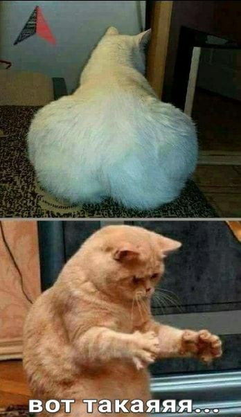 ващдаіка