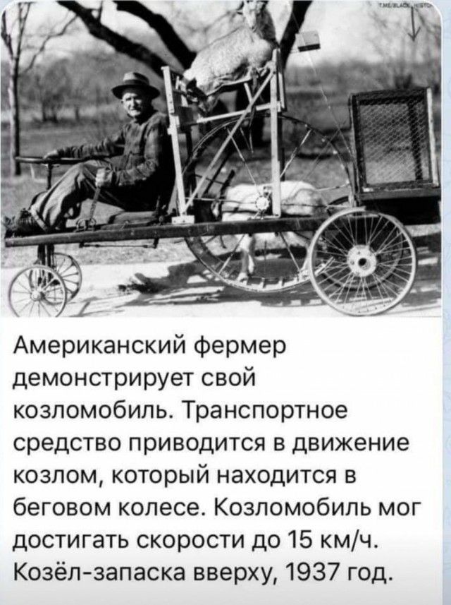 Американский фермер демонстрирует свой козломобиль Транспортное средство приводится в движение козпом который находится в беговом колесе Козломобипь мог достигать скорости до 15 кмч Козёп запаска вверху 1937 год