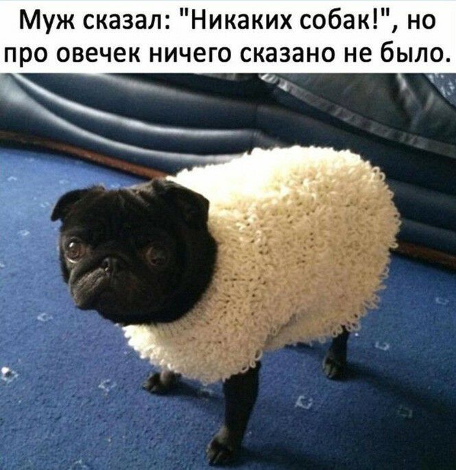 Муж сказал Никаких собак но про овечек ничего сказано не было
