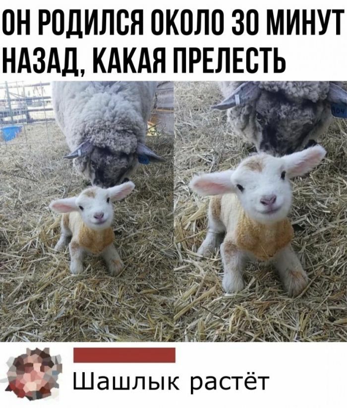 ОН РПДИЛВЯ 0К0Л0 30 МИНУТ НАЗАД КАКАЯ ПРЕЛЕВТЬ м1 Шашлык растёт