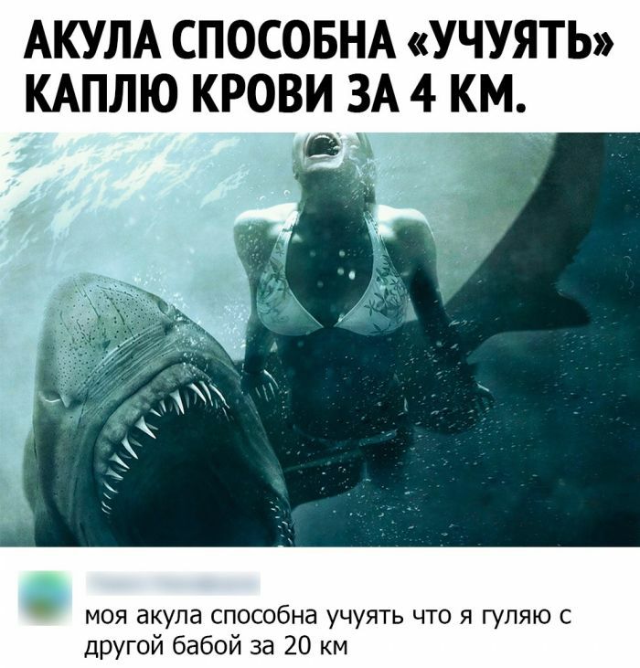 АКУЛА СПОСОБНА УЧУЯТЬ КАПЛЮ КРОВИ ЗА 4 КМ моя акула способна учуять что я гуляю с другой бабой за 20 км